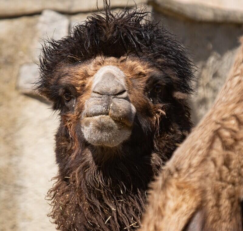 Velbloud Lorenzo z Olomouce, foto ZOO Liberec